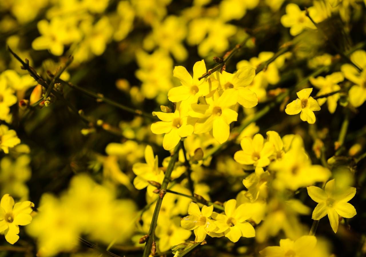 Le jasmin d’hiver est un arbuste cultivé comme plante ornementale, originaire de l’ouest de la Chine. Il a la particularité de fleurir pendant l’hiver, lorsque le reste de la végétation est encore en repos végétatif.