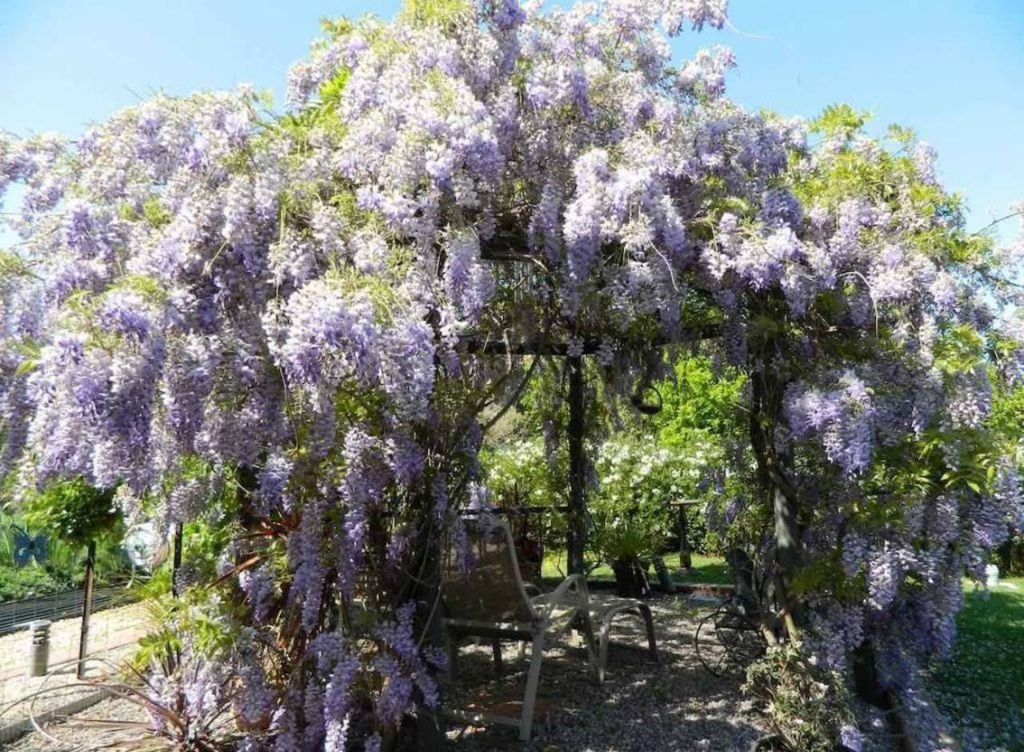 Con los cuidados adecuados, la glicinia llenará su entorno de perfume y sombra. Crédito: Divulgación. Con los cuidados adecuados, la glicinia llenará su entorno de perfume y sombra. Crédito: Divulgación.
