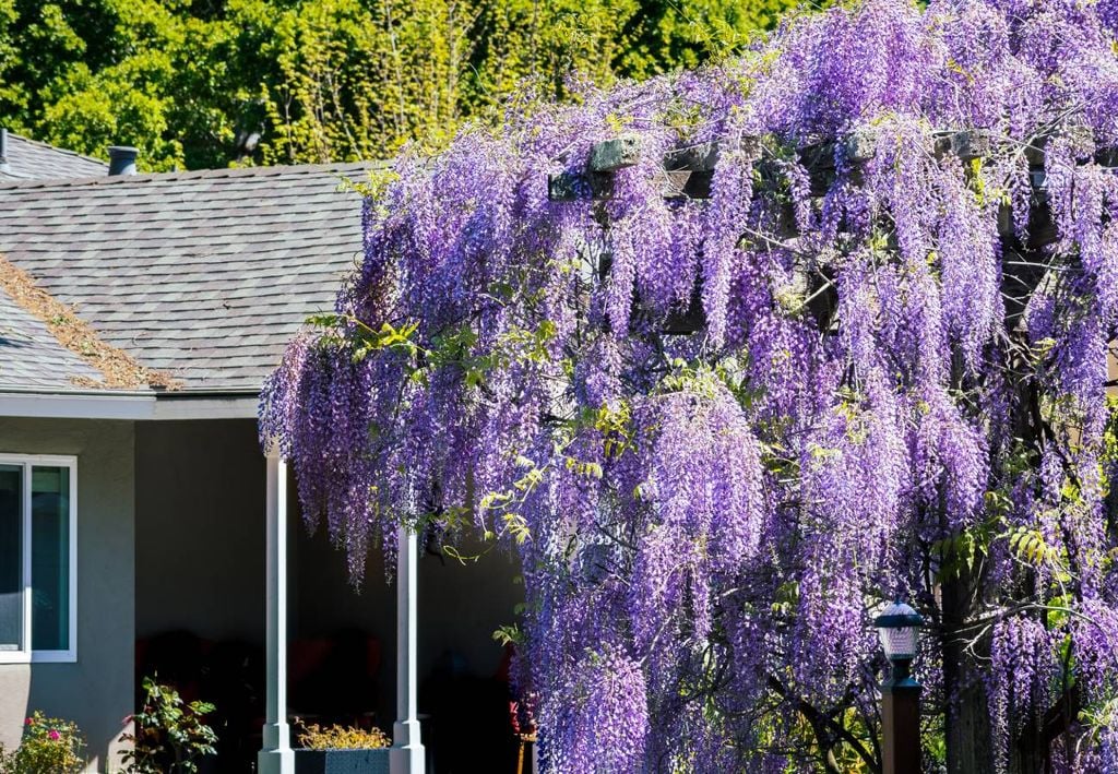 Esta planta es una excelente opción para adornar arcos, muros, balcones y pérgolas, ya que proporciona mucha sombra y además perfuma el aire. Esta planta es una excelente opción para adornar arcos, muros, balcones y pérgolas, ya que proporciona mucha sombra y además perfuma el aire.