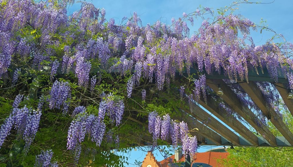 Com os cuidados corretos, a glicínia vai encher seu ambiente de perfume e sombra.