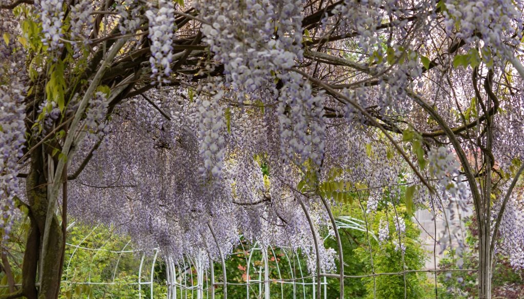 A glicínia tem longos cachos pendentes (de 15 a 30 cm) que florescem na primavera, exalando um perfume adocicado marcante.