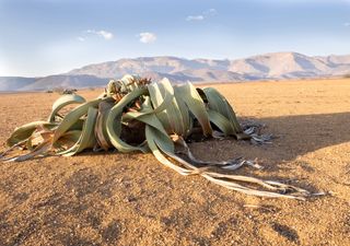 A planta que é ‘imortal’ revela os seus segredos genéticos