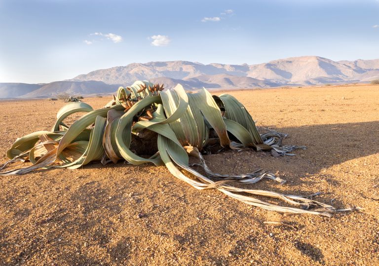 A planta que é ‘imortal’ revela os seus segredos genéticos A planta que é ‘imortal’ revela os seus segredos genéticos