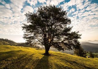 A polaridade do comércio verde