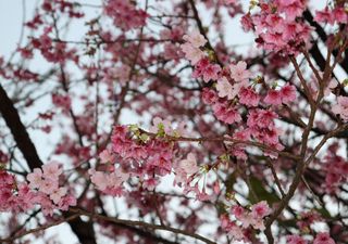 A primavera é a época-chave para a floração das cerejeiras: damos-lhe um guia prático para cuidar deste processo