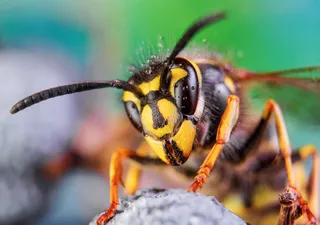 Diminuição dos insetos põe em risco a produção em todo o mundo