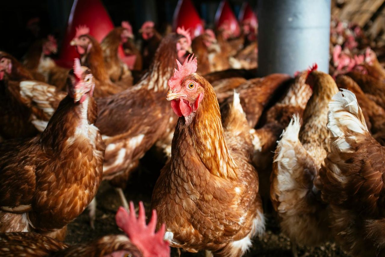 Terceiro caso do virús H5N1 deixa autoridades norteamericanas em alerta, apesar do baixo risco para a saúde pública.