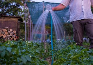 ¿A qué hora hay que regar las plantas en verano para evitar que se sequen o se marchiten? Un ingeniero agrónomo responde