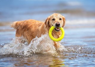 ¿A qué playas de Cataluña puedes ir con tu perro este verano?