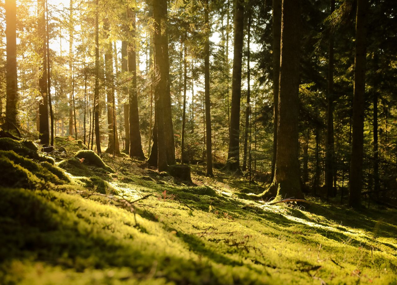 L'un des projets de recherche prévoit notamment d'installer un enregistreur par forêt, dans 103 sites forestiers protégés, notamment dans des parcs nationaux, zones Natura 2000 ou réserves biologiques.