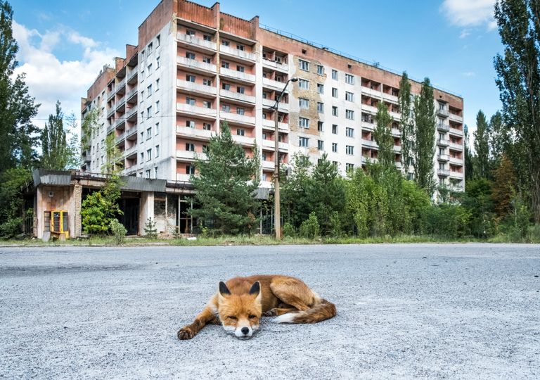 Raposa em Pripyat; Raposa em Pripyat;
