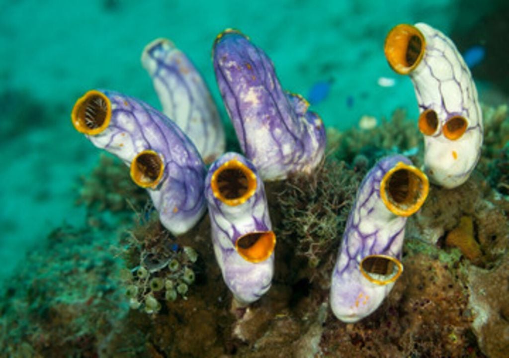 tunicate