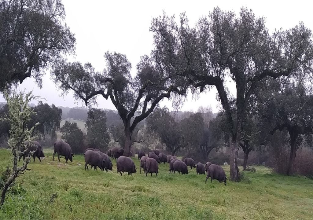 Vara de porcos alentejanos a pastar num montado de azinheiras Vara de porcos alentejanos a pastar num montado de azinheiras