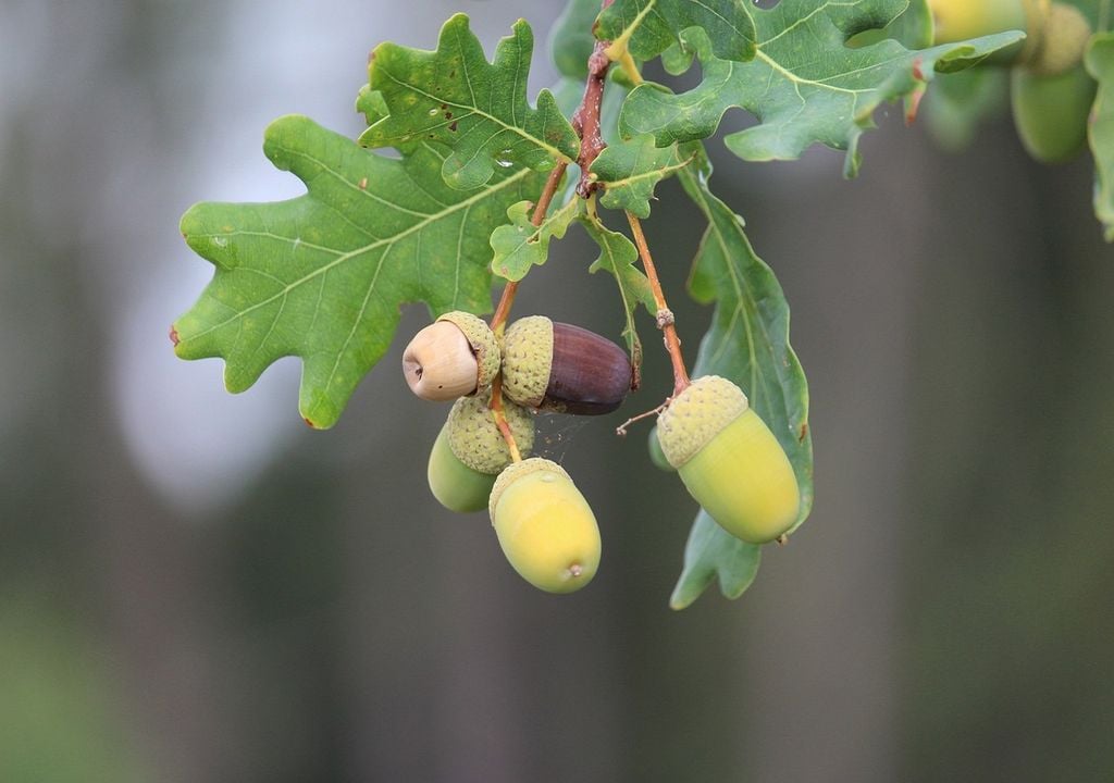 bolotas na árvore bolotas na árvore
