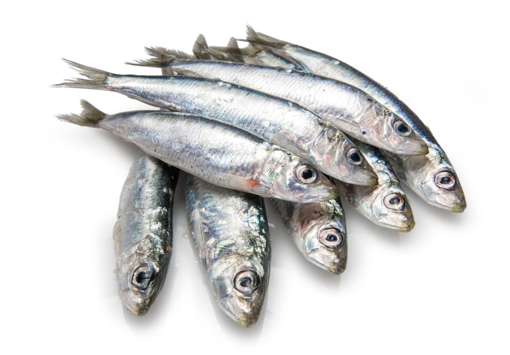 SARDINHA