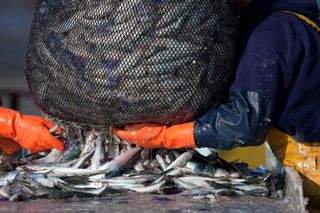 Empresas conserveiras compram cinco mil toneladas de sardinhas para abastecer a indústria