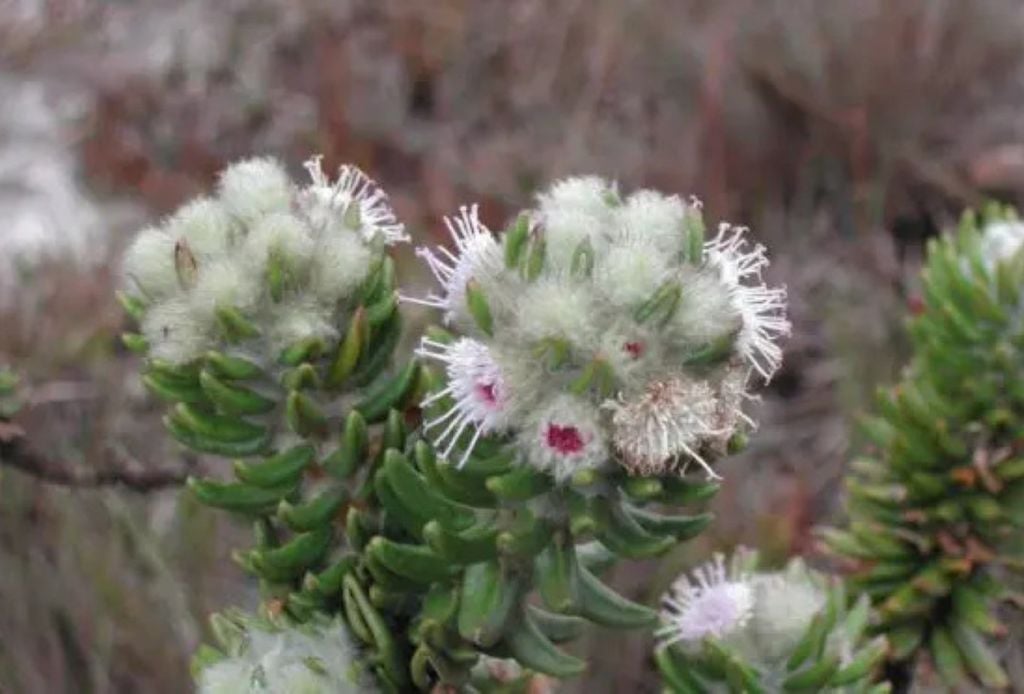 A flora da Serra do Cipó reúne espécies exclusivas, resultado de um processo evolutivo raro que transformou a região em referência mundial em biodiversidade. Crédito: José Rubens Pirani/Acervo pessoal