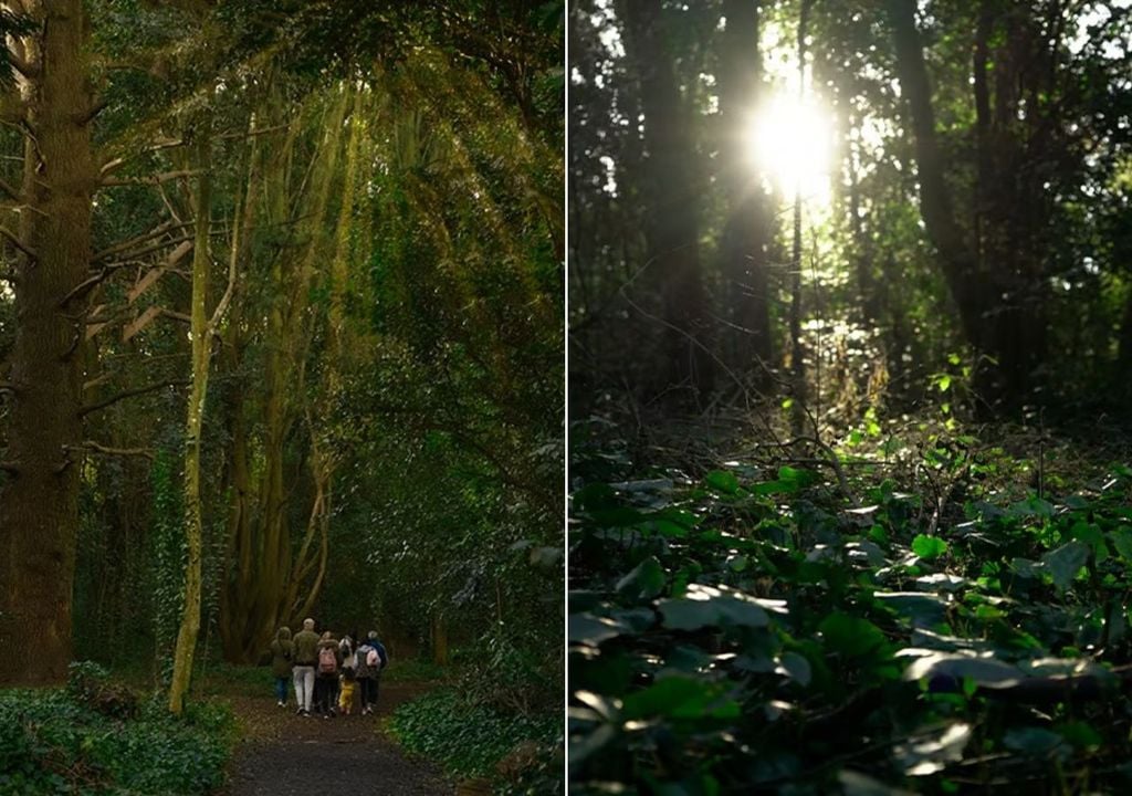Bosque Encantado