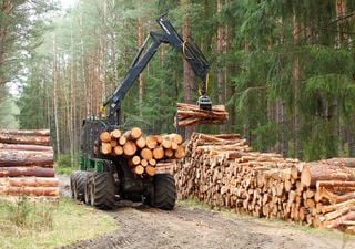 A Suíça aposta na madeira como aliada na luta contra as alterações climáticas