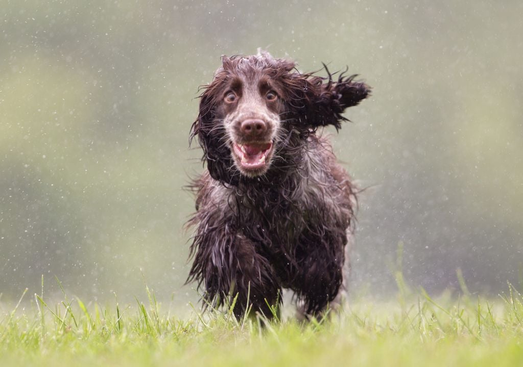 Wet dog