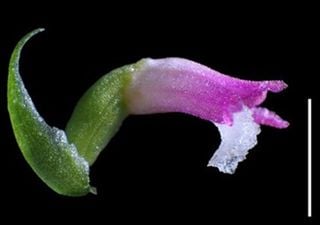 New glasswork-like orchid species discovered in Japan