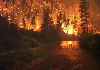 A temporada de incêndios florestais do hemisfério norte começou