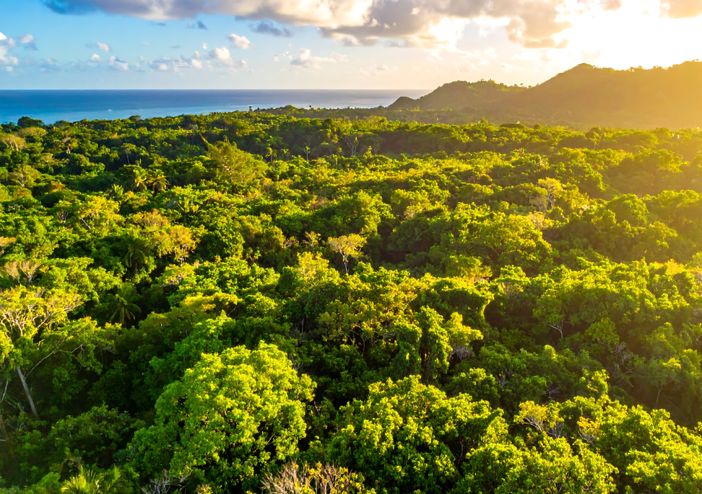 Entre 2010 e 2017, as florestas e savanas arborizadas de África, que historicamente atuavam como um sumidouro de carbono, fizeram uma transição crítica e tornaram-se uma fonte líquida de carbono.