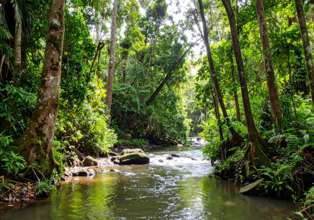 O estudo utilizou uma resolução espacial fina (100 m) que permitiu contabilizar as tendências de perda de biomassa associadas a distúrbios florestais tão pequenos quanto um hectare, algo que não era possível até recentemente.