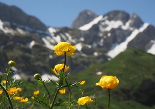 A última chance de ver flores alpinas próximas da extinção