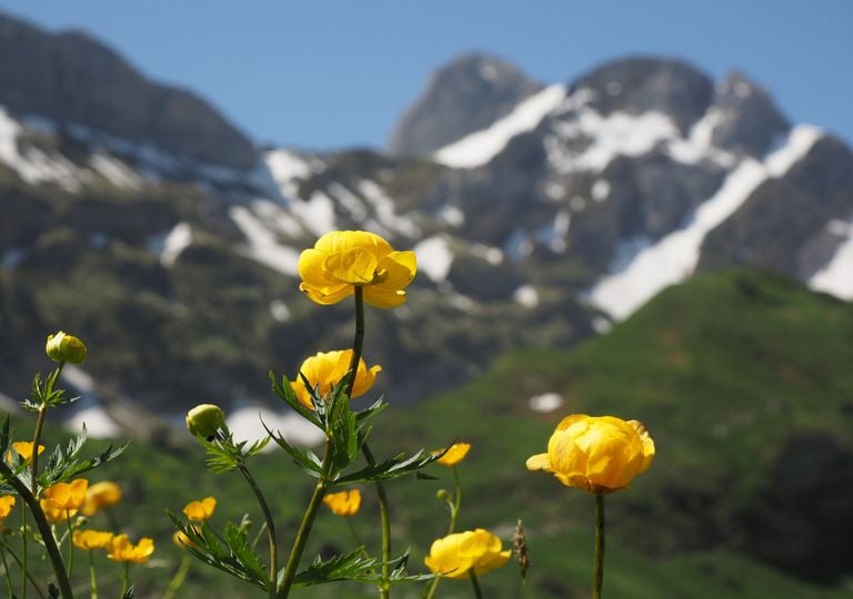 A última chance de ver flores alpinas próximas da extinção 1 A última chance de ver flores alpinas próximas da extinção 1