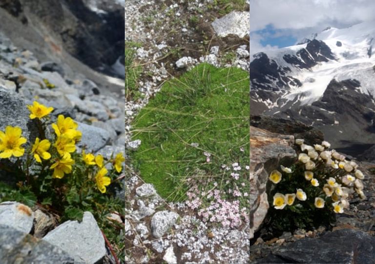 A última chance de ver flores alpinas próximas da extinção 2 A última chance de ver flores alpinas próximas da extinção 2