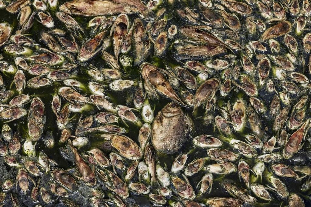 Foto mortandade de peixes