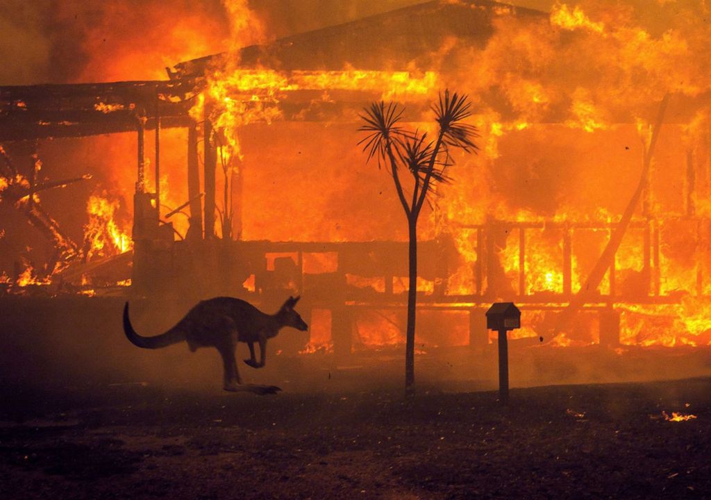 Animais mortos nos incêndios da Austrália