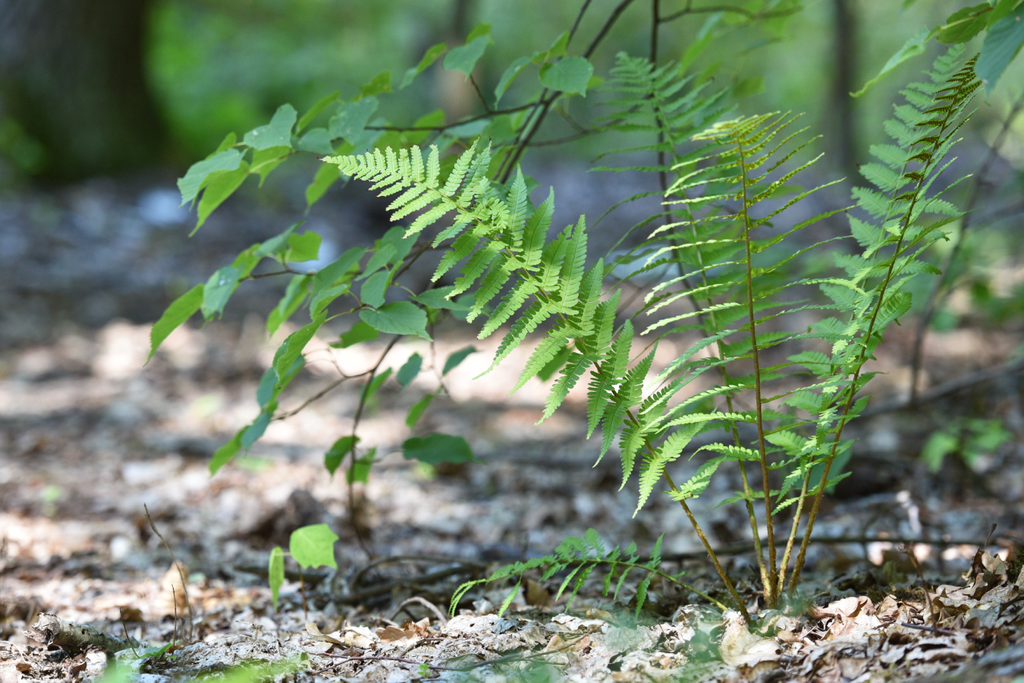 plants