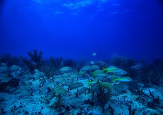 A "zona morta" do Golfo do México está maior