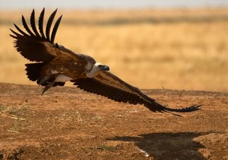 Man wähnt sich im Wilden Westen: Aas-Geier in Deutschland gesichtet! Nach Wolf und Bär jetzt Kadaver-Fresser im Land!