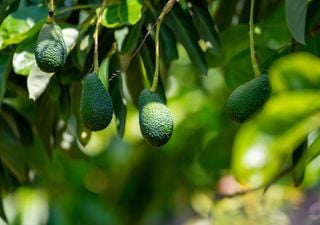 Abacates e plantas exóticas crescem no quente verão do Reino Unido