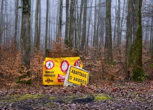 Abattage des arbres : comment les professionnels poursuivent leur activit&eacute; l'hiver tout en prot&eacute;geant la for&ecirc;t ?