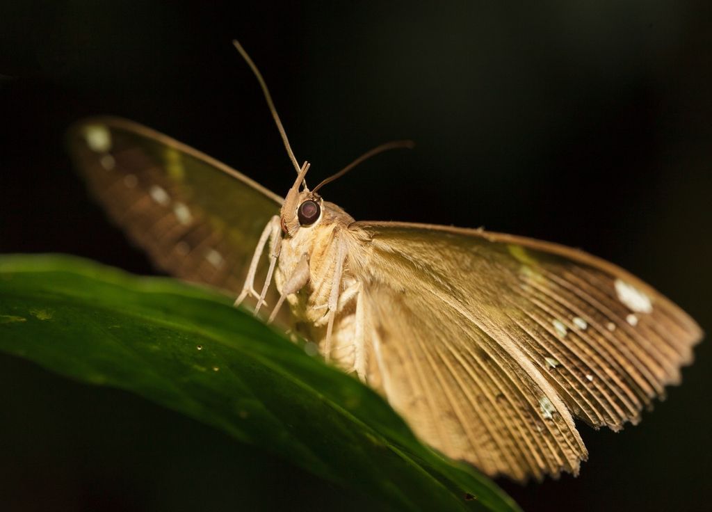 Papillon de nuit insecte pollinisateur
