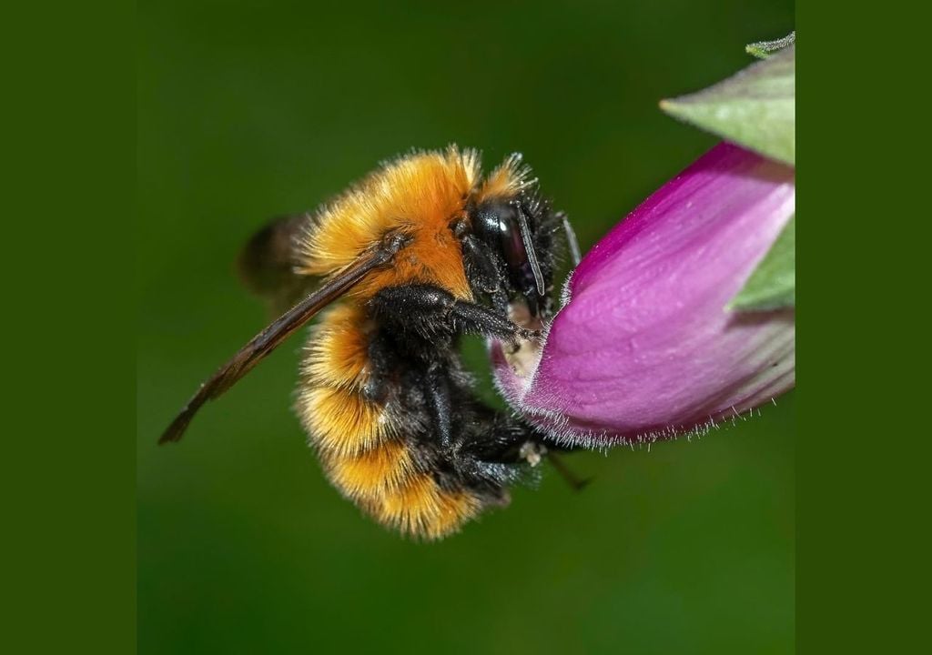 Bombus chilensis Bombus chilensis