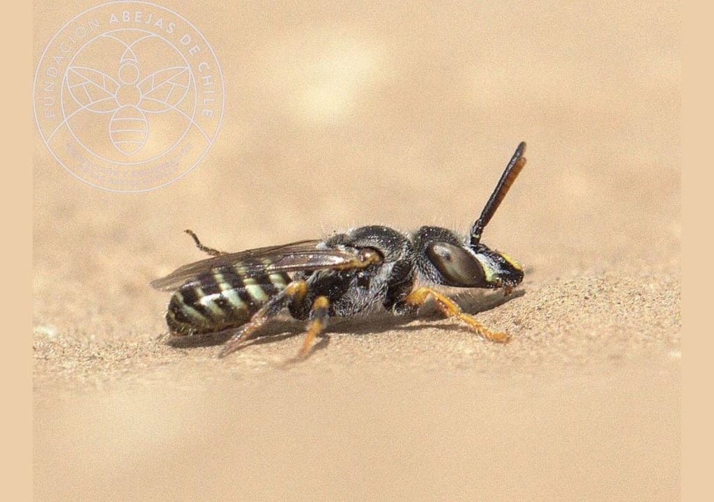 Xeromelissa sororitatis Xeromelissa sororitatis