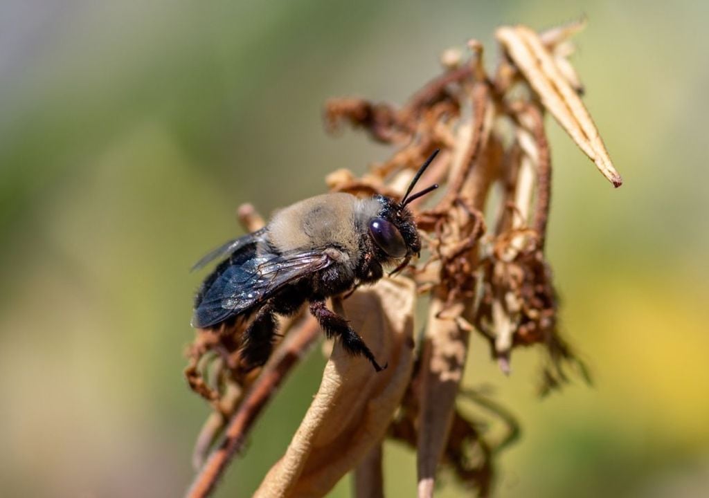 Abejas de Atacama Abejas de Atacama