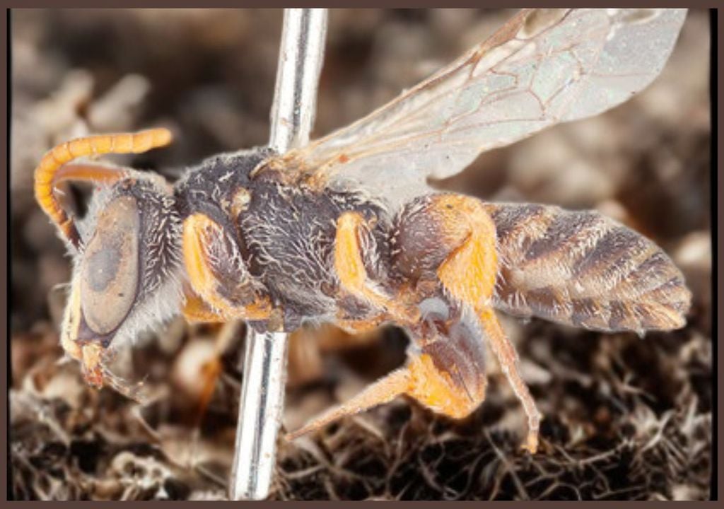 Abeja del matorral Abeja del matorral
