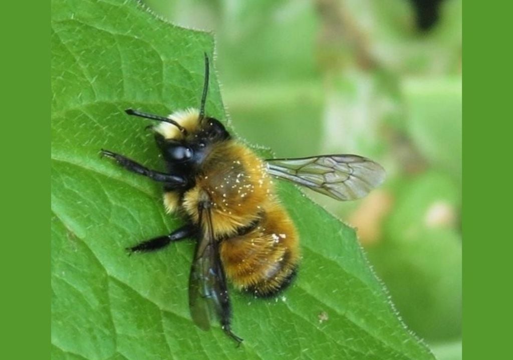 Abeja cortadora de hojas Abeja cortadora de hojas