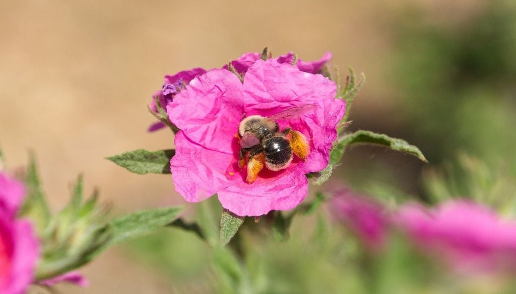 Hembra de ‘Dasypoda pyrotrichia’ en una flor de jaguarzo (Cistus crispus). / Francisco P. Molina