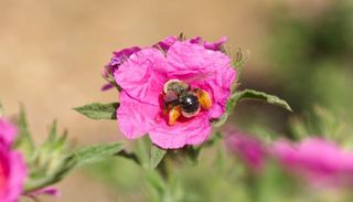 Casi un tercio de las especies de abejas conocidas en la pen&iacute;nsula ib&eacute;rica se encuentra en Do&ntilde;ana con una especie nueva