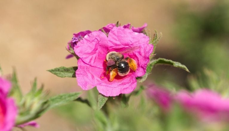 Casi un tercio de las especies de abejas conocidas en la pen&iacute;nsula ib&eacute;rica se encuentra en Do&ntilde;ana con una especie nueva