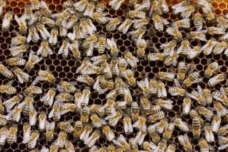 &iquest;Por qu&eacute; algunas abejas corren m&aacute;s riesgo por el cambio clim&aacute;tico que otras?. Los cient&iacute;ficos responden a esta cuesti&oacute;n