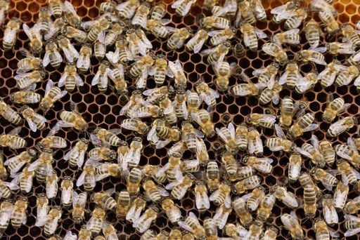 &iquest;Por qu&eacute; algunas abejas corren m&aacute;s riesgo por el cambio clim&aacute;tico que otras?. Los cient&iacute;ficos responden a esta cuesti&oacute;n