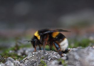 Abejorros pesimistas: el estrés cambia cómo buscan flores